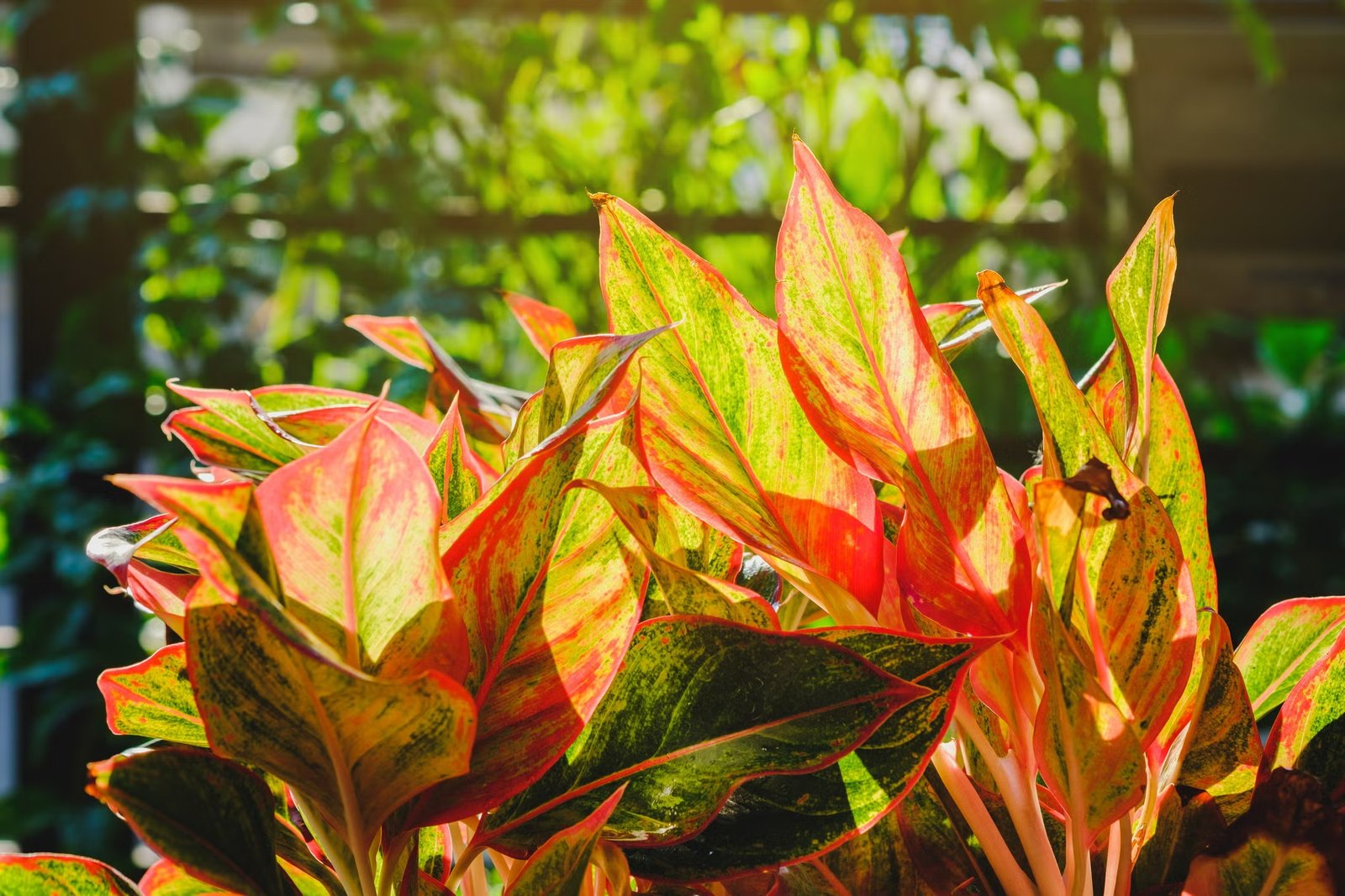 imgi_209_close-up-of-red-aglaonema-plant-against-sunlight-royalty-free-image-1680640824