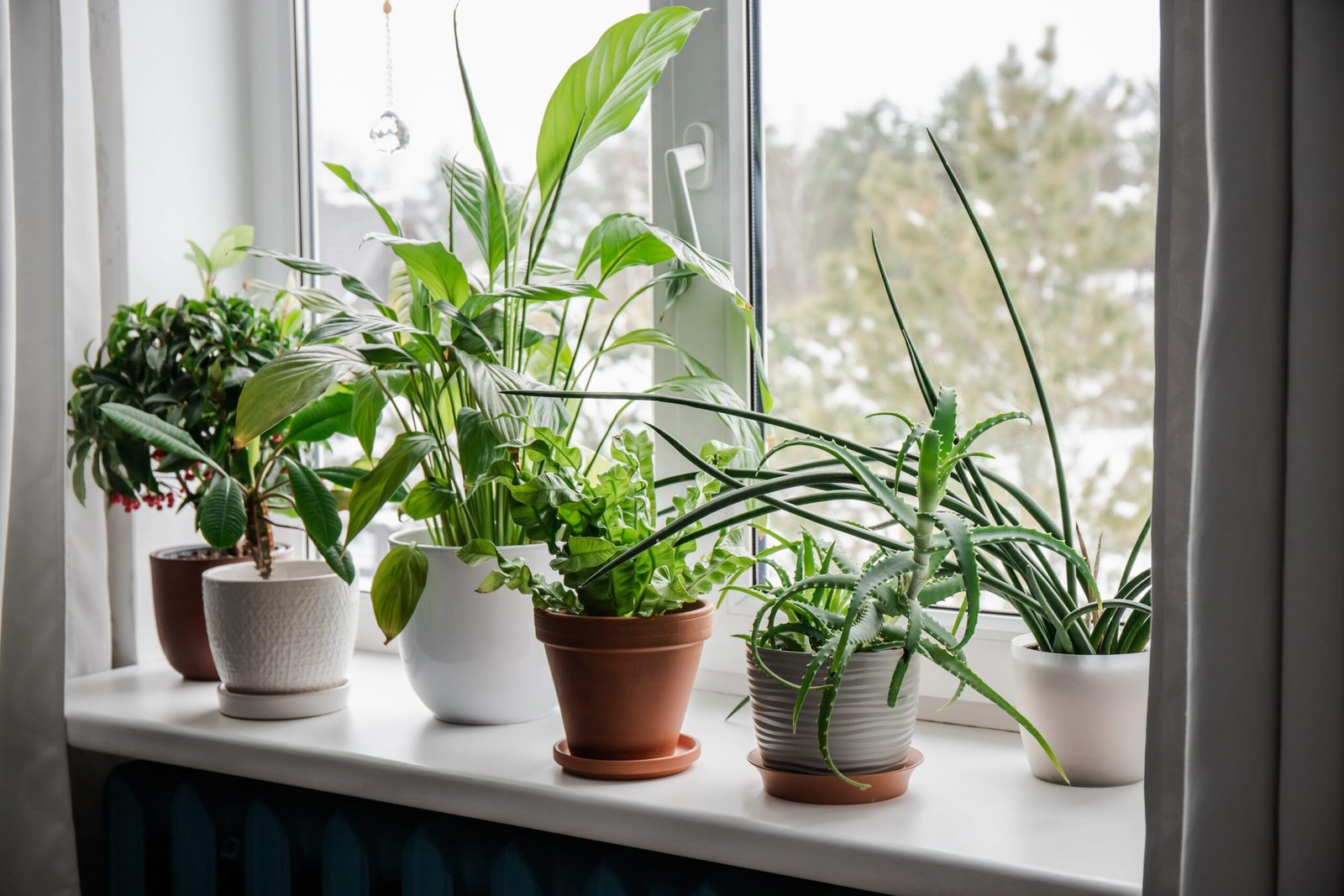imgi_462_lot-of-houseplants-growing-on-window-sill-from-left-royalty-free-image-1747254223