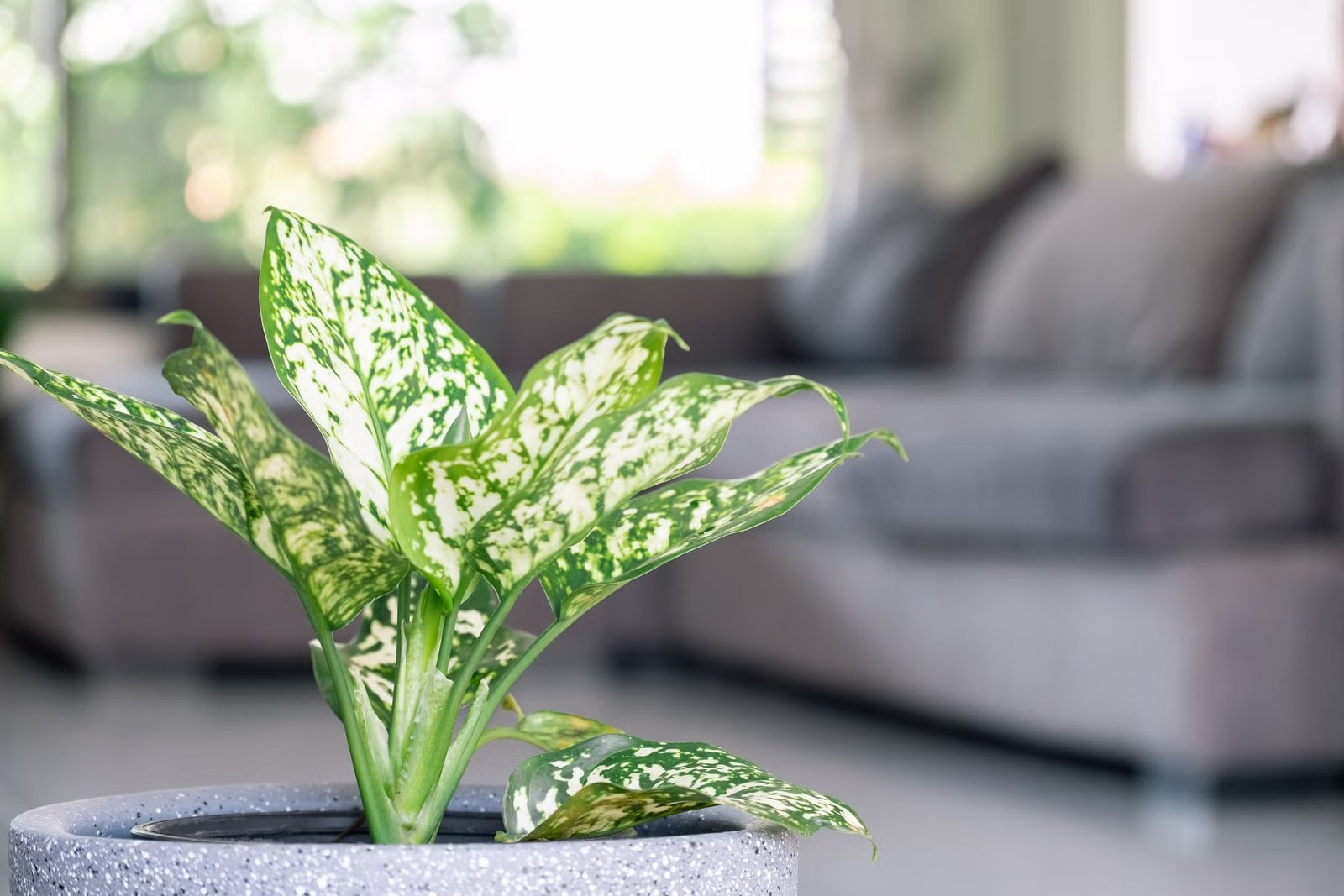 imgi_467_aglaonema-foliage-in-pot-at-living-home-spring-snow-royalty-free-image-1705612028
