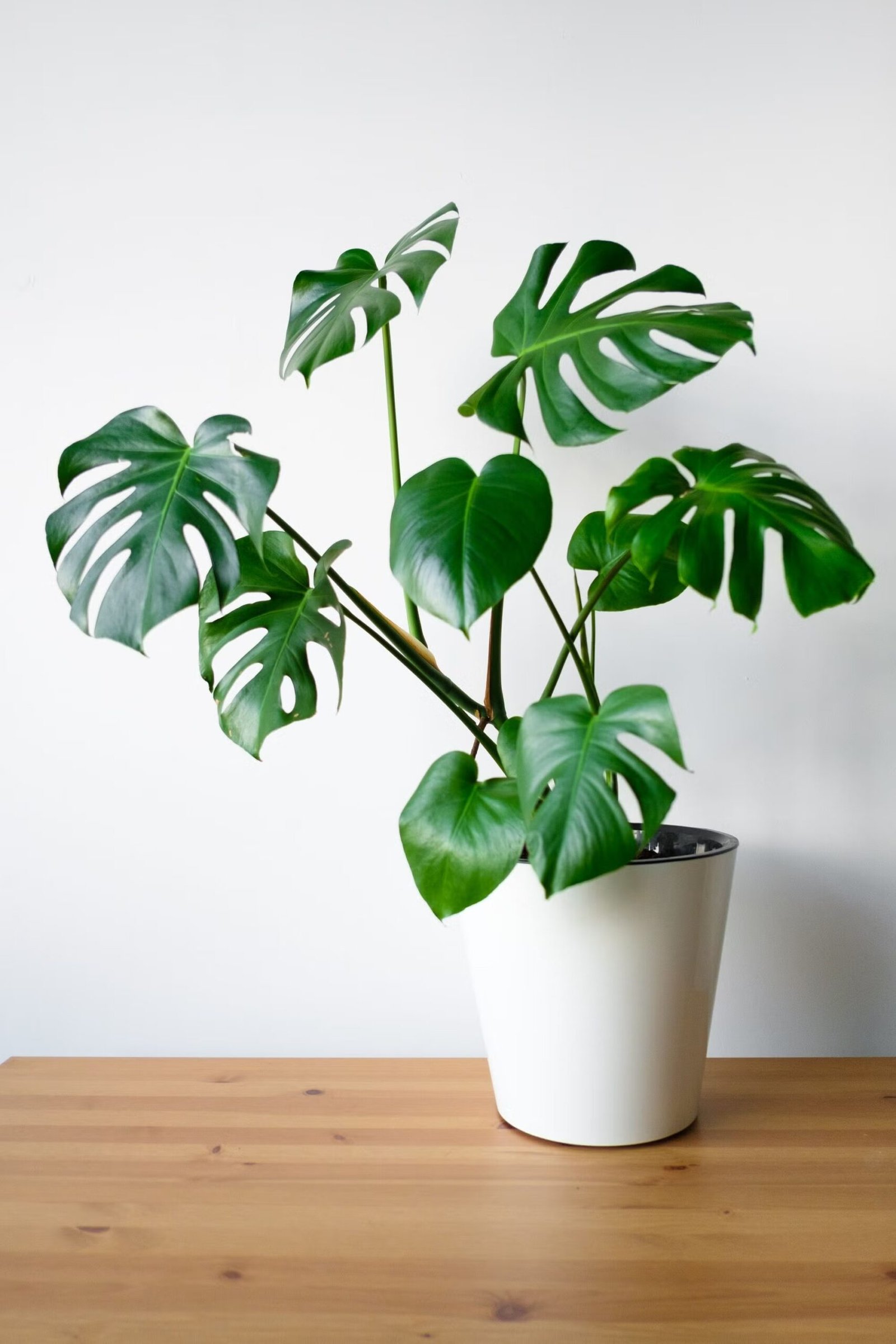 imgi_490_common-houseplants-monstera-1641844475